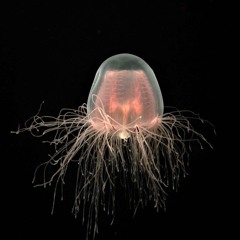 PERDISCUS