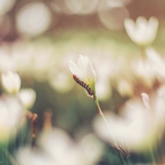 Metamorphosis (FREE DL)