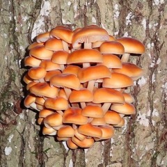 The Wren On The Roof
