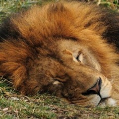 Lion Sleeps Tonight