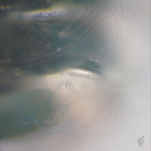 PREMIERE⚡️ergen101 - Morph [Sensory Cells]