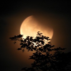 Summer love [with Boson Spin]