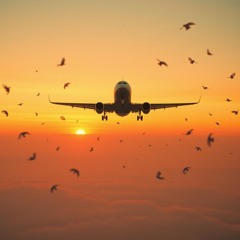 Flying "home"