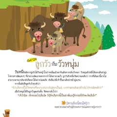 134 ลูกวัวกับวัวหนุ่ม