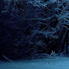 Moving Slowly In The Winter Forrest Alone Without Anything To Do