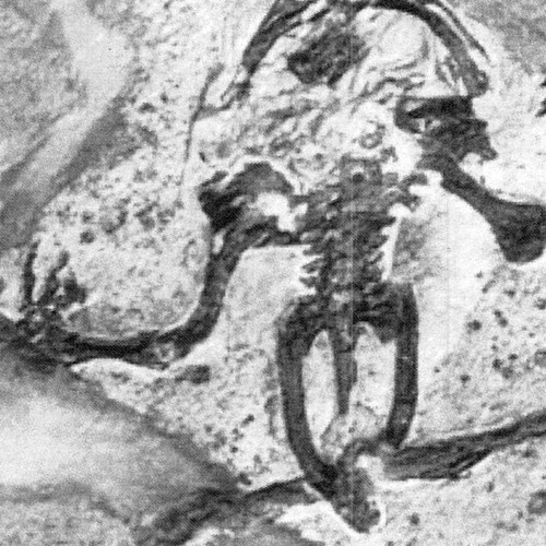 Op. 17.2c Fossils&Shadows