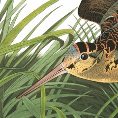 SNAKEHOUSE - Everyone Can See The Past In Your Eyes (DOGTOOTH FLIP [CHOPPED {&SCRAMBLED} ] )