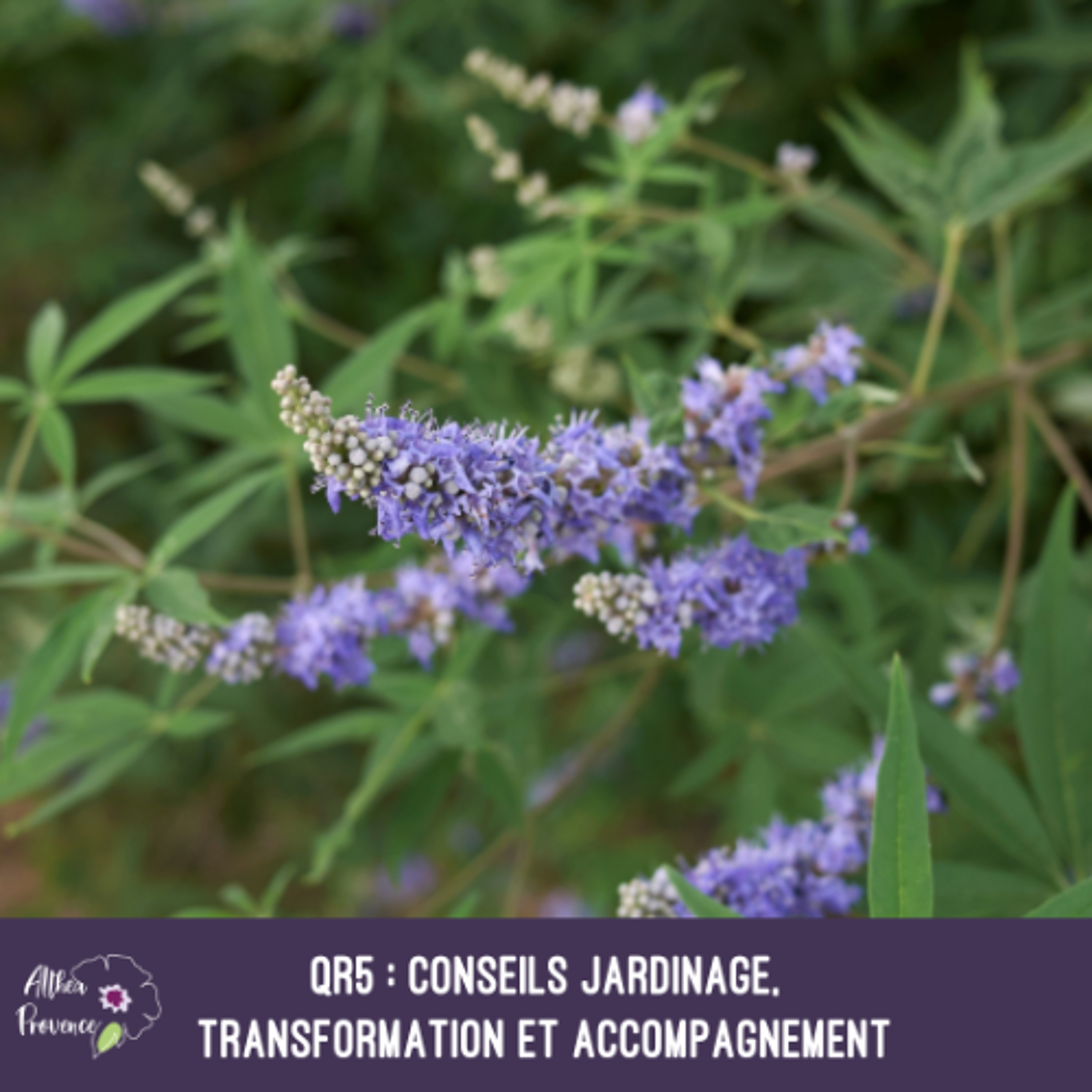 QR5 – conseils jardinage, transformation et accompagnement-podcast