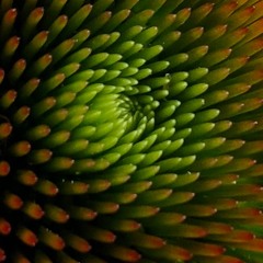 I Am Not Afraid Of Spiders (prod. by Bloom)