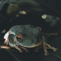 Alarm (Frog)