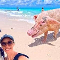 Review Special Price Rose Island Private Beach Swimming With The Pigs