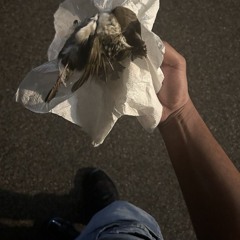 Fly
