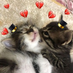 felices como gatiitos