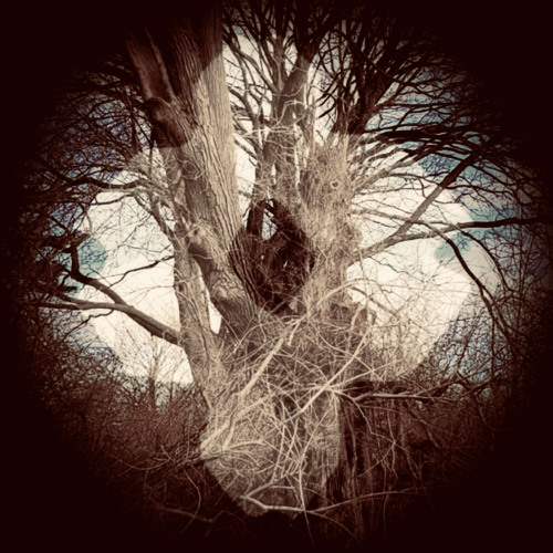 First You Must Walk Through The Woods Then…