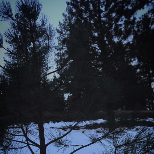 Midnight (p.Yunny Goldz)