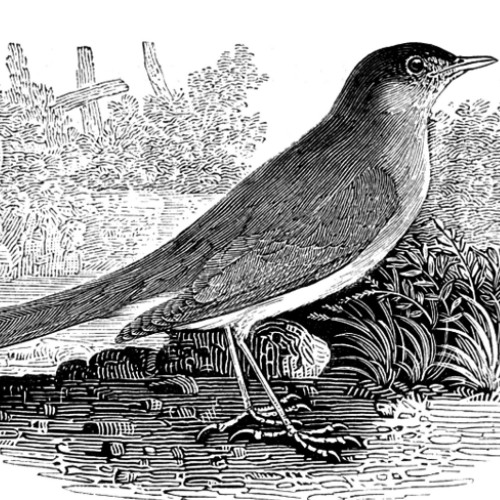 صوت صفير البلبل