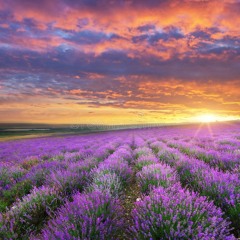 Lavender Meadow