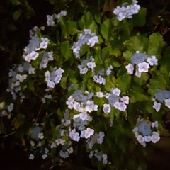 BGM-Night walk