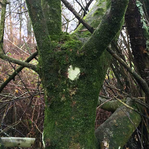 stay ambient remix [justin bieber, veracocha]