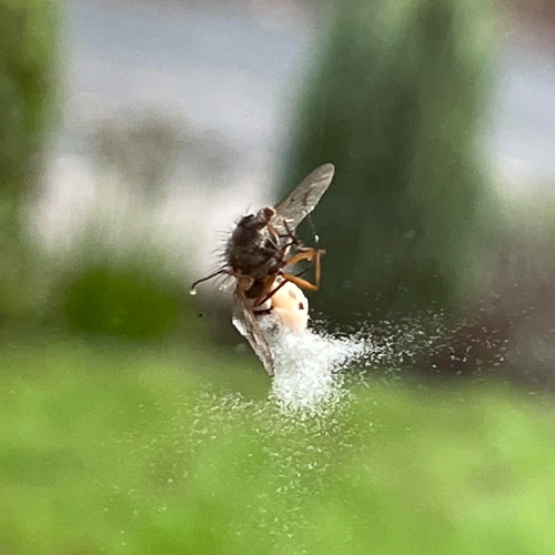 Subflitronik x Chango & KOH x OBSCQURE - Spazzout Fly