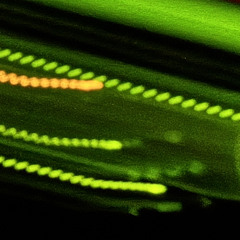 GreenBlezz(demo)