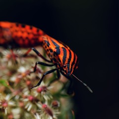 Graphosoma Italicum
