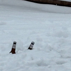 winter in toronto w/dogmouth