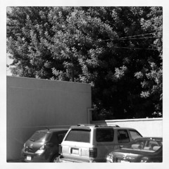 oranges_2025-12-17_19-43