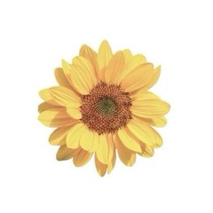 . `  maple - lostrushi (slowed)