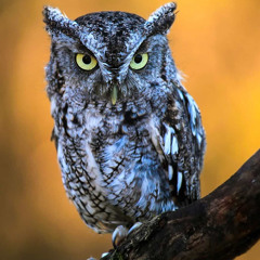 Mstep - Owl's Lament