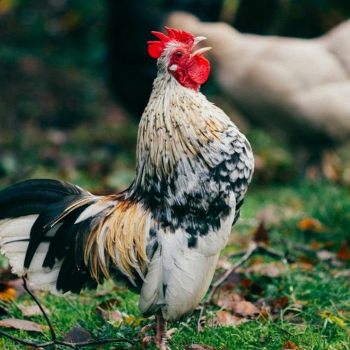rooster wav rooster wav