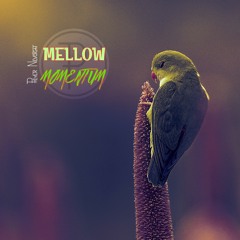 Mellow Momentum