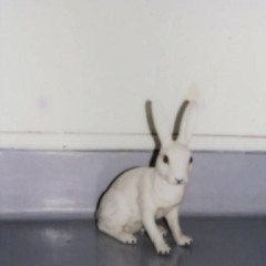 rabbit