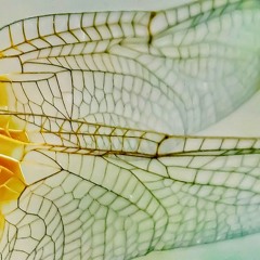 DRAGONFLY MIX
