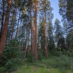 Sierra Foothills 220408