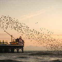Murmurations