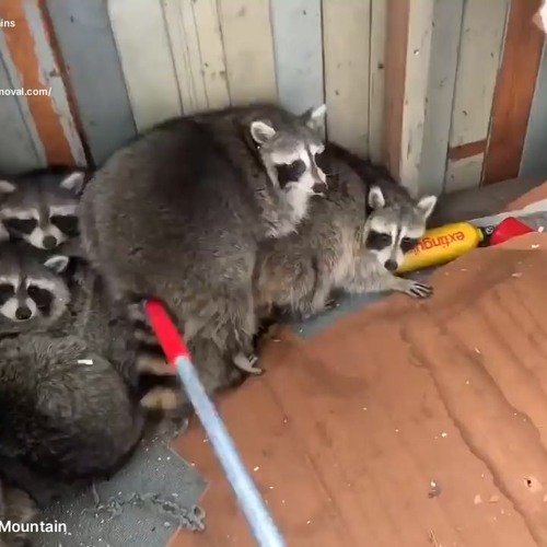 Stream episode AAAC Wildlife Removal of Central Mountains - Raccoon