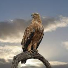 Falcon Dream