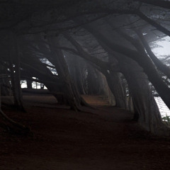 Computer User / The Bird