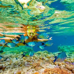 Best Airlie Beach Snorkeling Great Barrier Reef Prices Reviews