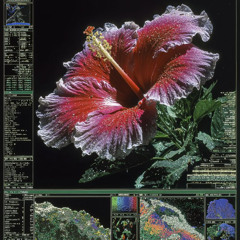 30 Minutes Hypnotic / Groovy Techno DJ Set