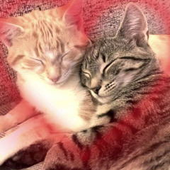 Latidos (cover pablorico, triste domingo)