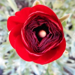 Ombra Mai Fu - Haendel