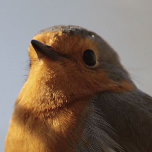 The tick of the Robin