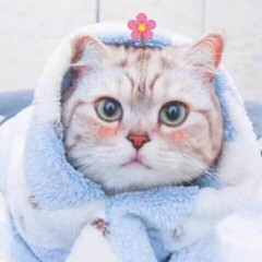 学猫叫 (Learn To Meow) (Học Tiếng Mèo Kêu) -[DinoMLCVN remix]