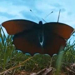 Dunkler Schmetterling