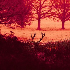 mist
