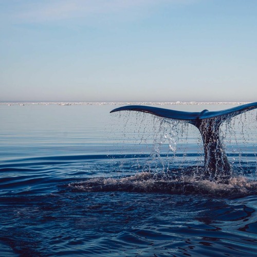 Ocean (prod. me & Easton)