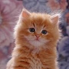 Caio Theme - Danky (commission)