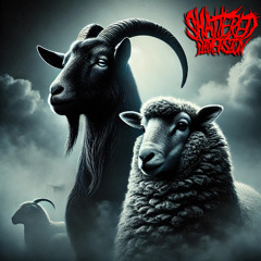 Grey Sheep